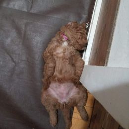 Goldendoodle Puppies from Superior Companions Goldendoodles