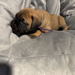 Girl 3 - Red female Bullmastiff puppy in Otisfield, Maine from Boulder Ridge Kennels