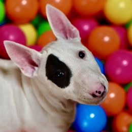 Girl 2 - female Miniature Bull Terrier puppy in Leander, Texas from Romp N' Run Ranch