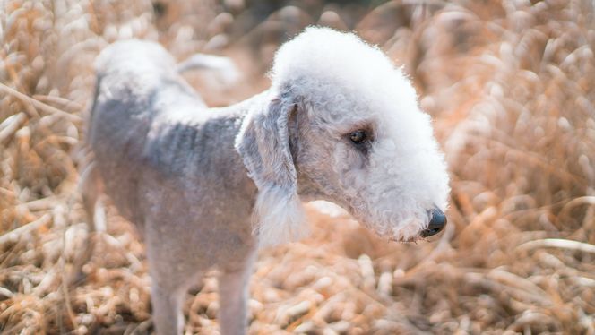 Bedlington Terrier