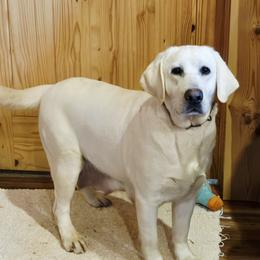 Astra - Labrador Retriever