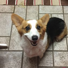 Smitten  - Pembroke Welsh Corgi
