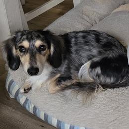 Arlo - Dachshund