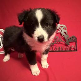 Panda - Black and white male Shetland Sheepdog puppy in Dayton, Ohio from Buckeye Shelties