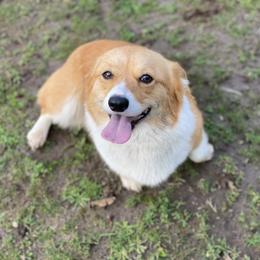 Pumpkin - Red female Pembroke Welsh Corgi puppy in Woodland, Washington from MB Acres Corgis