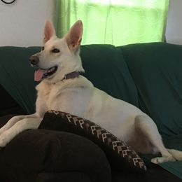 German Shepherds from Patterson Polar Bears