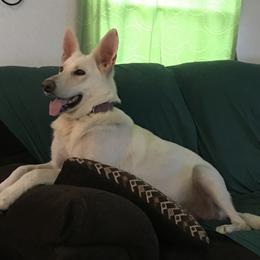German Shepherds from Patterson Polar Bears