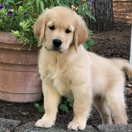 Golden Retrievers from Friendship Goldens