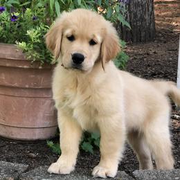 Golden Retrievers from Friendship Goldens