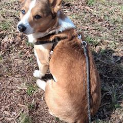 Archie - Pembroke Welsh Corgi