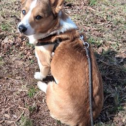 Archie - Pembroke Welsh Corgi