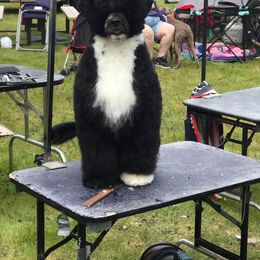 Portuguese Water Dog All Grown Up from Hallie Howe's Portuguese Water Dog