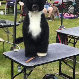 Portuguese Water Dog All Grown Up from Hallie Howe's Portuguese Water Dog