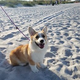 Pembroke Welsh Corgis from Carwyn of Wales