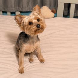 Willow - Blue and gold female Yorkshire Terrier puppy in Boone, North Carolina from Coffeycup Yorkies