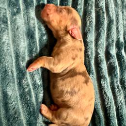 Ginny - Dapple female Dachshund puppy in San Antonio, Texas from Chocolate Pet Connection