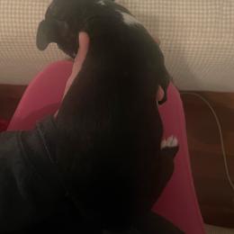 Girl 1 - Black and white female Boston Terrier puppy in Ofallon, Missouri from Lucky 7 Bostons