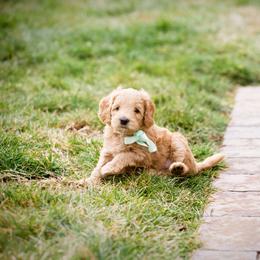 Goldendoodle Puppies from Dean Doodles