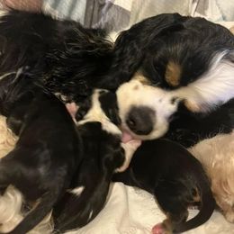 Cocker Spaniel Puppies from Rustic Creek Cocker Spaniels