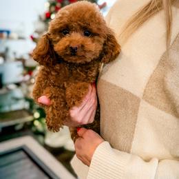 Apple - Poodle