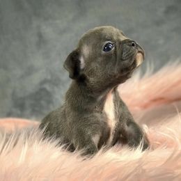 French Bulldogs from Caring Hearts Kennel