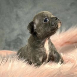 French Bulldogs from Caring Hearts Kennel