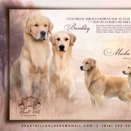 Blue - Golden male Golden Retriever puppy in Los Angeles, California from Heart Hill Goldens