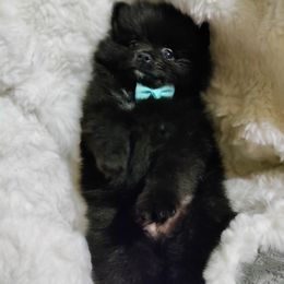 Pomeranian Puppies from Cutie Poms