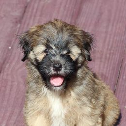 Tibetan Terriers from Walsh Tibetan Terriers