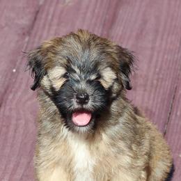 Tibetan Terriers from Walsh Tibetan Terriers