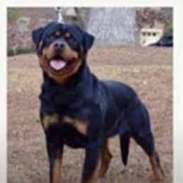 Chancy - Rottweiler