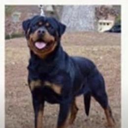 Chancy - Rottweiler