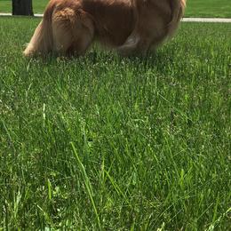 Golden Retriever All Grown Up from Firefly Cottage Golden Retrievers