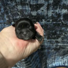 Crumpet - Black male Shih Tzu puppy in Bethpage, Tennessee from Tennessee's Treasured Shih Tzus