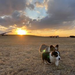 Pembroke Welsh Corgi All Grown Up from Big Sky Corgis