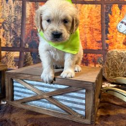 Girl 4 (Argus) (mint collar) - Light golden female Golden Retriever puppy in Hubbard, Ohio from Whickering Pines Golden Retrievers
