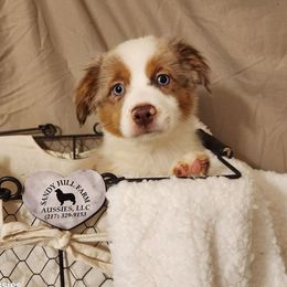 Cinch - Red merle male Toy Australian Shepherd puppy in Logansport, Indiana from Sandy Hill Farm Aussies, LLC