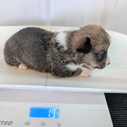 Turkey - Liver and white male Cardigan Welsh Corgi puppy in Hotchkiss, Colorado from Bell S Ranch