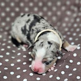 Tuk - Blue merle female Miniature Australian Shepherd puppy in Orrtanna, Pennsylvania from Mountain Top Shepherd's