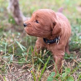 Black Collar Male - Apricot male Goldendoodle puppy in Sheldon, Vermont from Ole Poor Farm