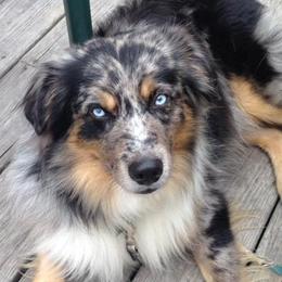 Miniature American Shepherds from South Jersey Mini Aussie
