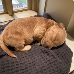 Goldendoodle puppies from Adored Poodle & Doodles