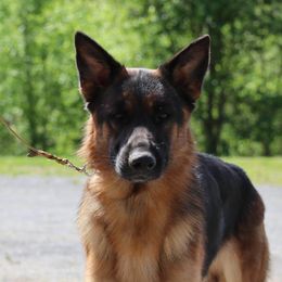 German Shepherd Puppies from Persevere Kennels