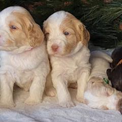 Australian Cobberdog Puppies from Heartland Hills Australian Cobberdogs