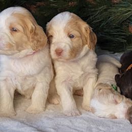 Australian Cobberdog Puppies from Heartland Hills Australian Cobberdogs
