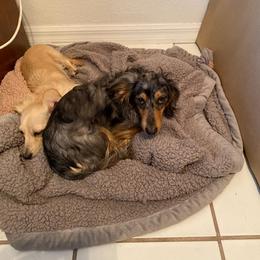 Dachshund All Grown Up from PeacocksDachs