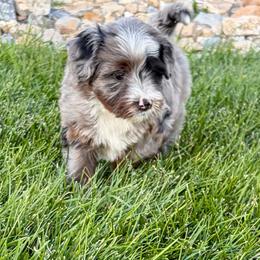 Skywalker - Blue merle male Bernedoodle puppy in Ogden, Utah from Salty Point Doodles
