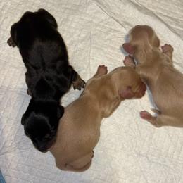 Scooby - Black and cream male Dachshund puppy in Tulare, California from Dreamy Creamies