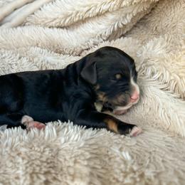 Valerie - Tri-color female Bernedoodle puppy in New River, Arizona from Sonoran Standard Doodles
