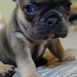 French Bulldogs from AKC Certified Frenchies